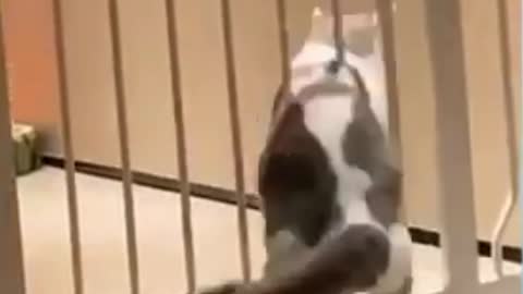 Try not to laugh ! The cat is stuck