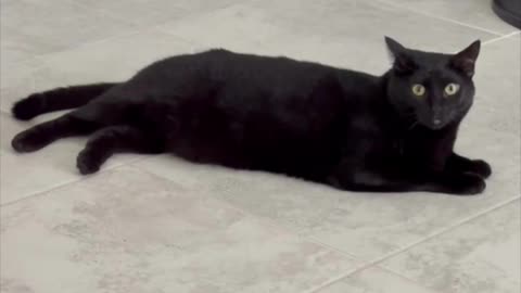 Adopting a Cat from a Shelter Vlog - Cute Precious Piper Likes to Be a Long Lounging Kitty #shorts