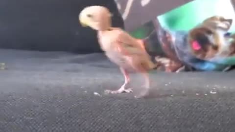 A newly born parrot