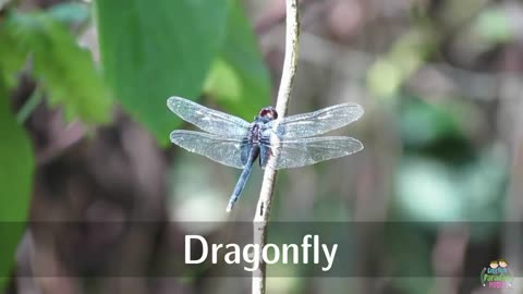 Insects for kids: pronunciation in English (with videos)