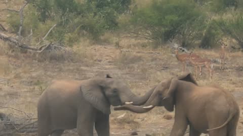 Fighting elephants in Kruger national park