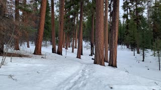 Grove of Ponderosa Pines – Ochoco National Forest – Bandit Springs Sno-Park – Central Oregon – 4K