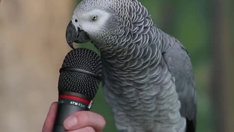 Talking Parrot | VOANews