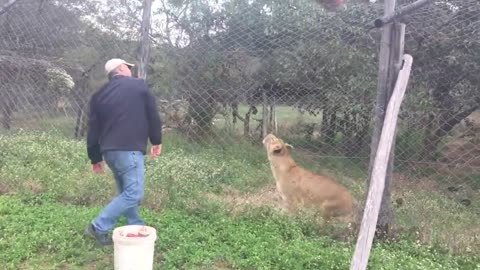 Feeding an angry, injured lion in Africa ...Songwriter, Gary J Hannan