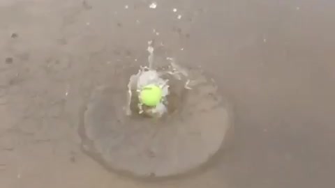 Fish swallows tennis ball whole