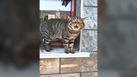 Funny cat