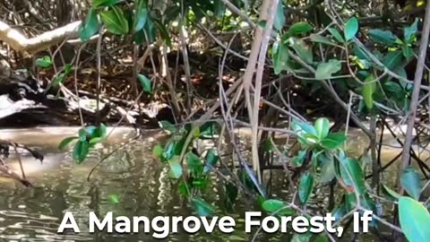 🌿🌍 Mangroves: Nature's Carbon Cleaners! 🌳