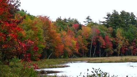 Fall Foliage