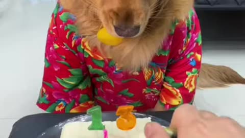 Best Of The 2020 Funny Animals Videos - Try Not To Laugh - how to celebrate dog birthday