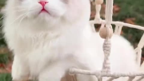 Cute cat