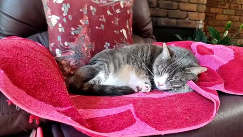 Timelapse of cat nap with added music