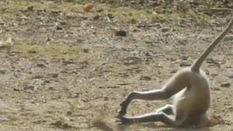 Funniest Monkey - cute and funny monkey videos