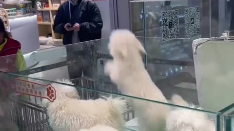 Doggo parkour