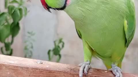 Talking parrots hand tamed