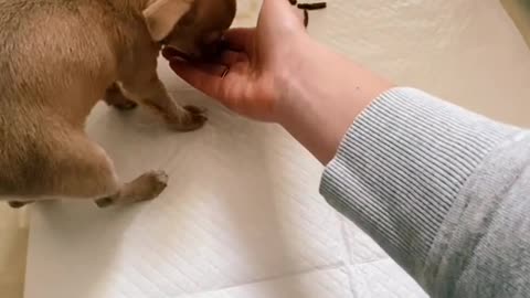 puppy training video