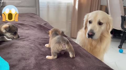 Golden Retriever Meets Puppies for the first Time