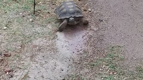 Oreo in the rain