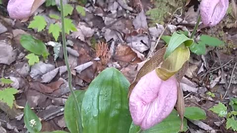 Lady's Slippers