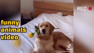 Funny animals video