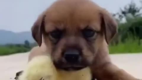 TRY NOT TO LAUGH... Cute Dog video compilation.. You'll love it