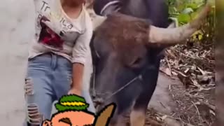 Dancing buffalo