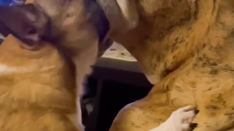 Dog Flossing