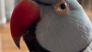 Parrot forgets to say "good morning", only claims he's a "good boy"