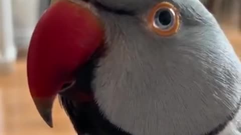 Parrot forgets to say "good morning", only claims he's a "good boy"