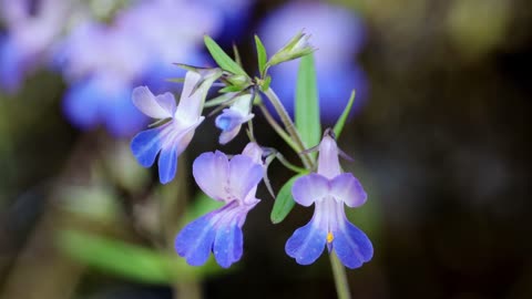 Small-Flowered Blue-Eyed Mary