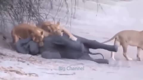 OMG! Lioness Is Weak In The Face Of The Fierce Attack Of The Buffaloes Calling For Help In Despair