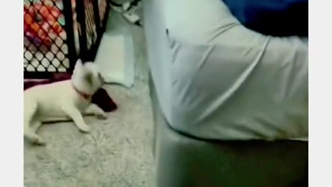 What a cat and dog funny video😂😅**Can't stop laughing 😍😂**