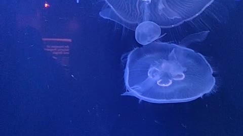 Group of Jellyfish Swimming Underwater