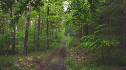 Afternoon Forest Ambience