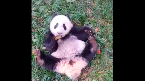 Funny and Cute Panda Videos 🐼 | Panda Video Funny | Baby Panda