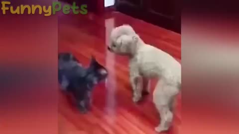 Dog and cat funny activities