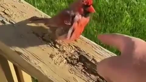 Cute Bird Video
