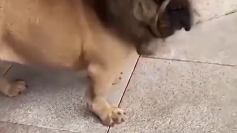 Funny dog video