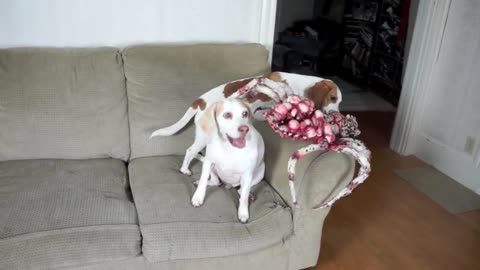 Dog vs Giant Spider Prank! Funny Dogs Maymo & Potpie