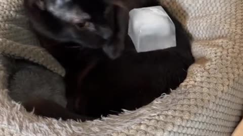 Cat Reacts to Ice Cube!