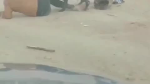A dog attack on a boy in public