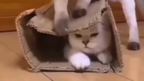 Cute and funny cats