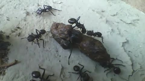 Several cephalotes atratus ants eating bird shit, rare and exotic! [Nature & Animals]