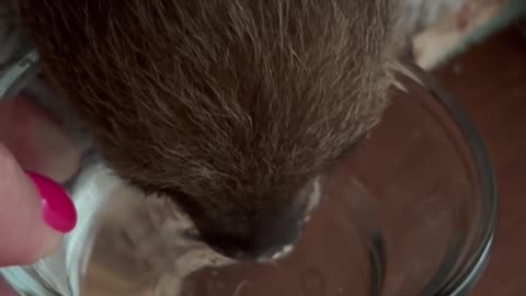 Baby Sloth Blows Water Bubbles