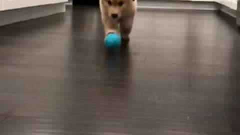 Cute Puppy Running