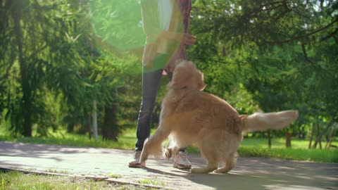 Dog playing with her owner