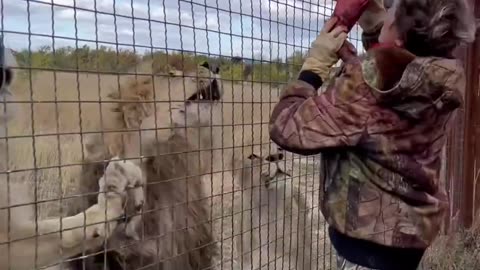 Feeding hungry lions