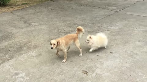 DOG IN LOVE _ LOVE IS IN THE AIR _ POMERANIAN GERMAN SPITZ - GOLDEN REDRIVER