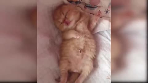 Baby cats- cute and funny cat video compilation / comedy vide