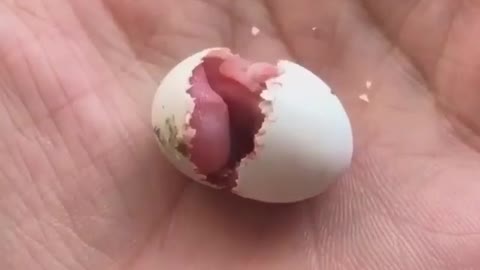The chick births from the egg the chick