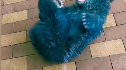 The Baby Bear is more Cute ❤️❤️❤️ #shorts #animals #ytshorts #bear #petstagram #ytviral